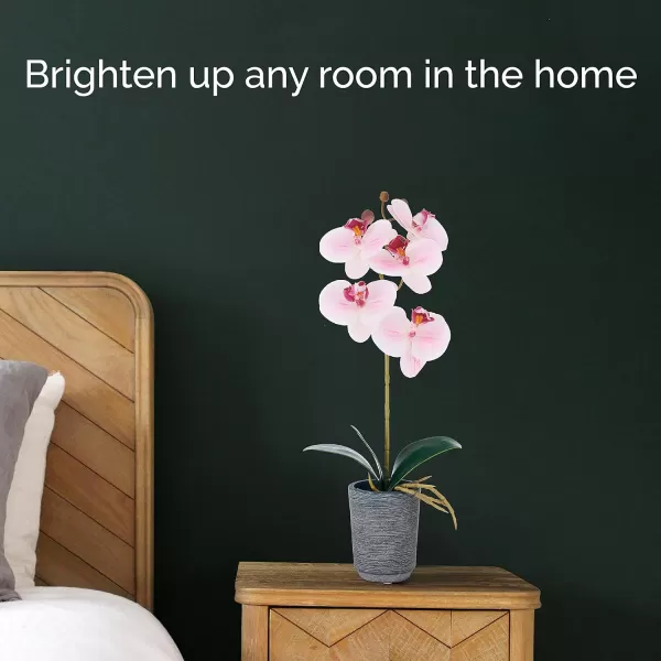 Mikasa Artificial Orchid in Pot, Real Touch Phalaenopsis Orchid, Distressed Grey Cement Pot, 15-Inch Single Branch, Watercolor Pink