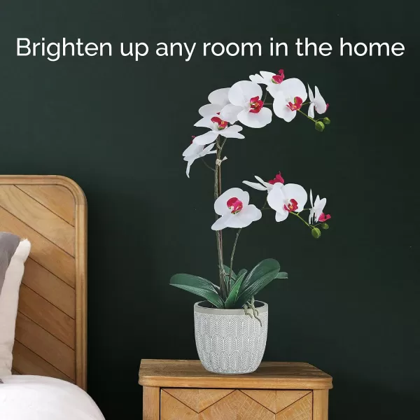 Mikasa Artificial Orchid in Pot, Real Touch Phalaenopsis Orchid, Embossed Fan Cement Pot, 16-Inch Single Branch, White/Yellow