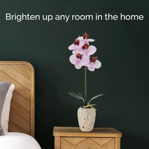 Mikasa Artificial Orchid in Pot, Real Touch Phalaenopsis Orchid, Faux Aged Cement Pot, 22-Inch Double Branch, White/Pink