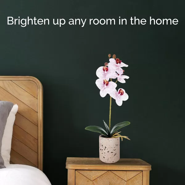 Mikasa Artificial Orchid in Pot, Real Touch Phalaenopsis Orchid, Faux Aged Cement Pot, 22-Inch Double Branch, White/Pink
