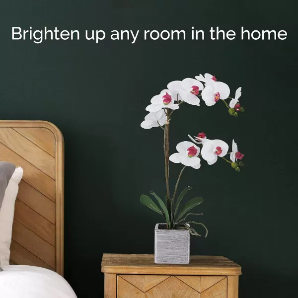 Mikasa Artificial Orchid in Pot, Real Touch Phalaenopsis Orchid, Silver Texture Ceramic Pot, 22-Inch Double Branch, White/Pink