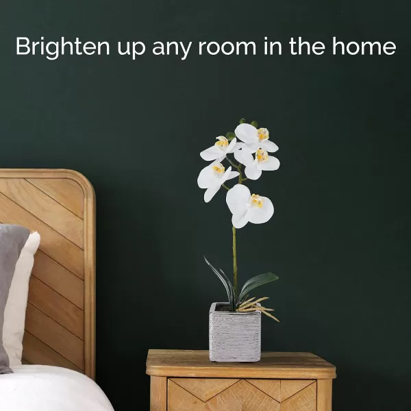 Mikasa Artificial Orchid in Pot, Real Touch Phalaenopsis Orchid, Silver Texture Ceramic Pot, 22-Inch Double Branch, White/Pink