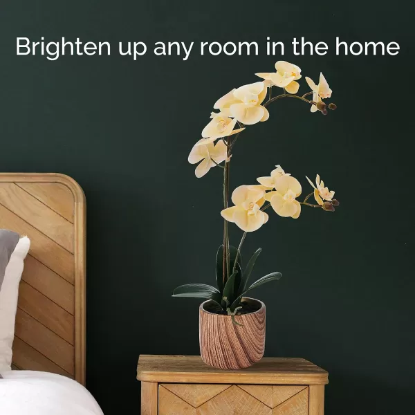 Mikasa Artificial Orchid in Pot, Real Touch Phalaenopsis Orchid, Faux Wood Cement Pot, 16-Inch Single Branch, Rosewood