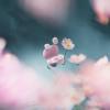 imageBose QuietComfort Bluetooth Earbuds True Wireless Earbuds with Active Noise Cancellation and Mic Deep Bass IPX4 Rating Up to 85 Hours of Playtime Petal Pink  Limited Edition ColorPetal Pink